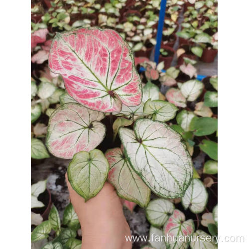 caladium yanzihong for sale